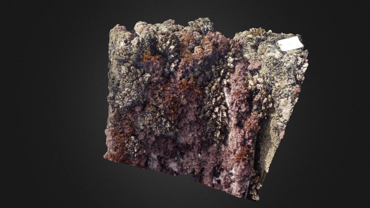 Gooseneck Barnacles: Patch 2 3D Model