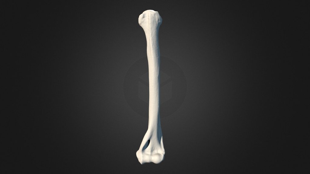 Capuchin Monkey Left Humerus - 3D model by UNCG Imaging Lab ...