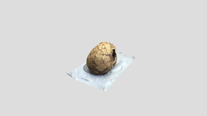 Homo neanderthalensis final 3D Model