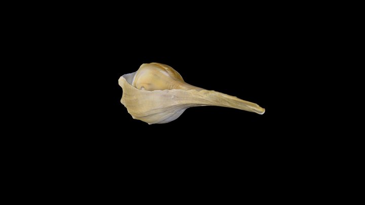 Lightning Whelk 3D Model