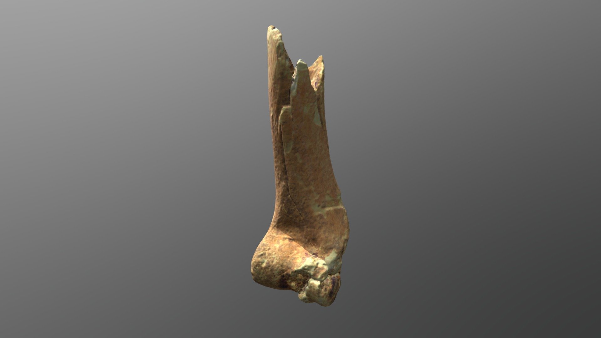 Pleistocene Deer Left Humerus (VCU_3D_3149)