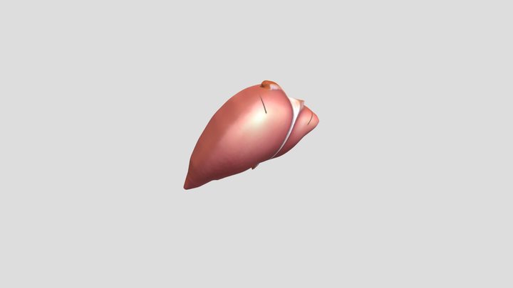 Hati Manusia 3D Model