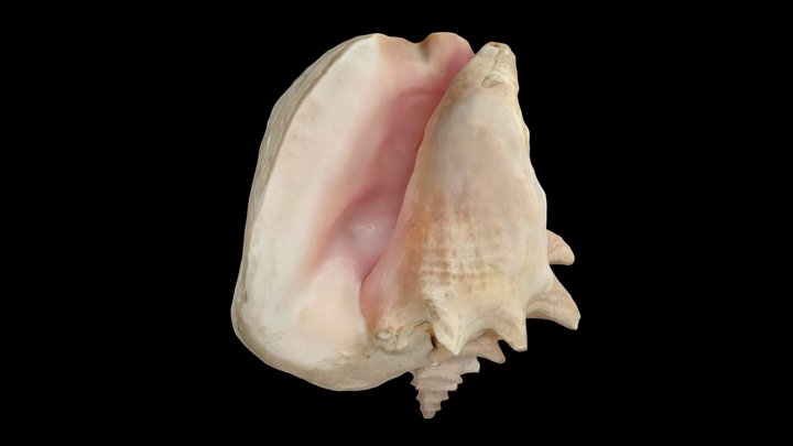 Strombus gigas queen conch shell scan 3D Model