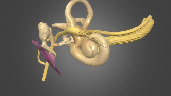 Inner Ear corrections 3D Model