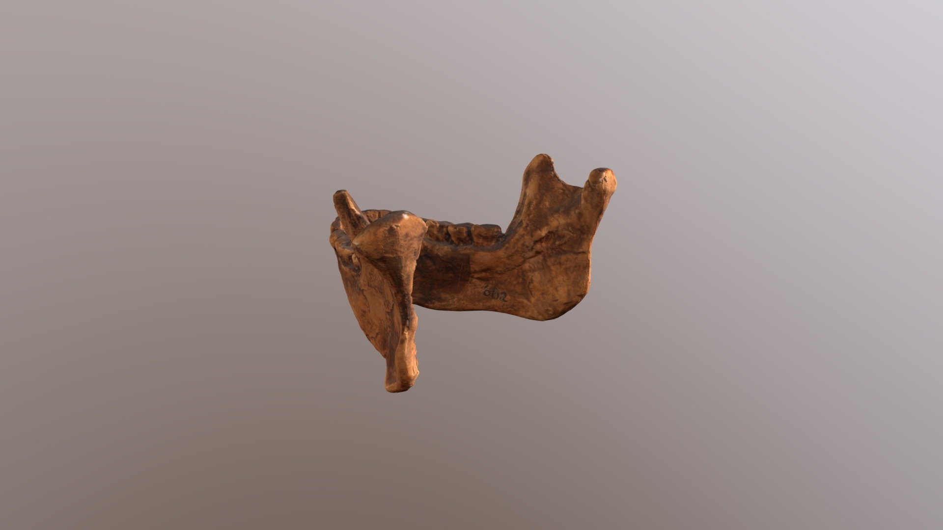 Choukoutien (Lower Cave- Locus G-1) mandible