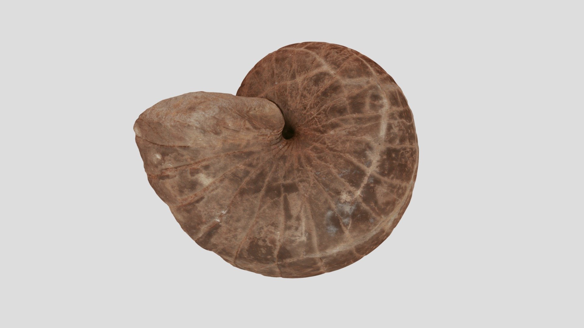 Eutrephoceras dekayi