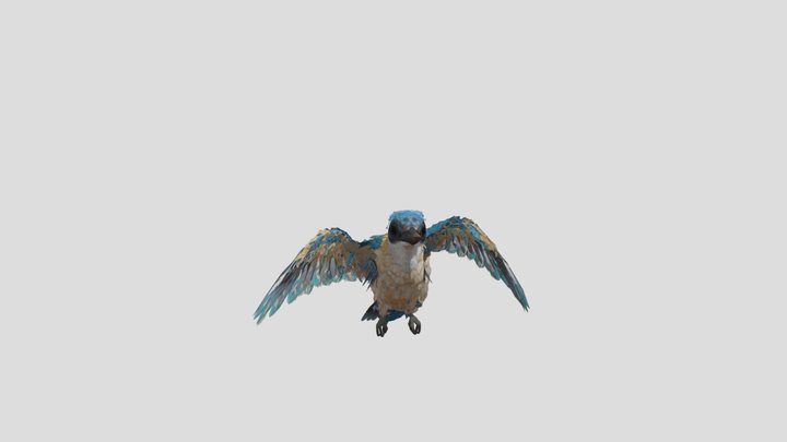 Bird_animations_alex 3D Model