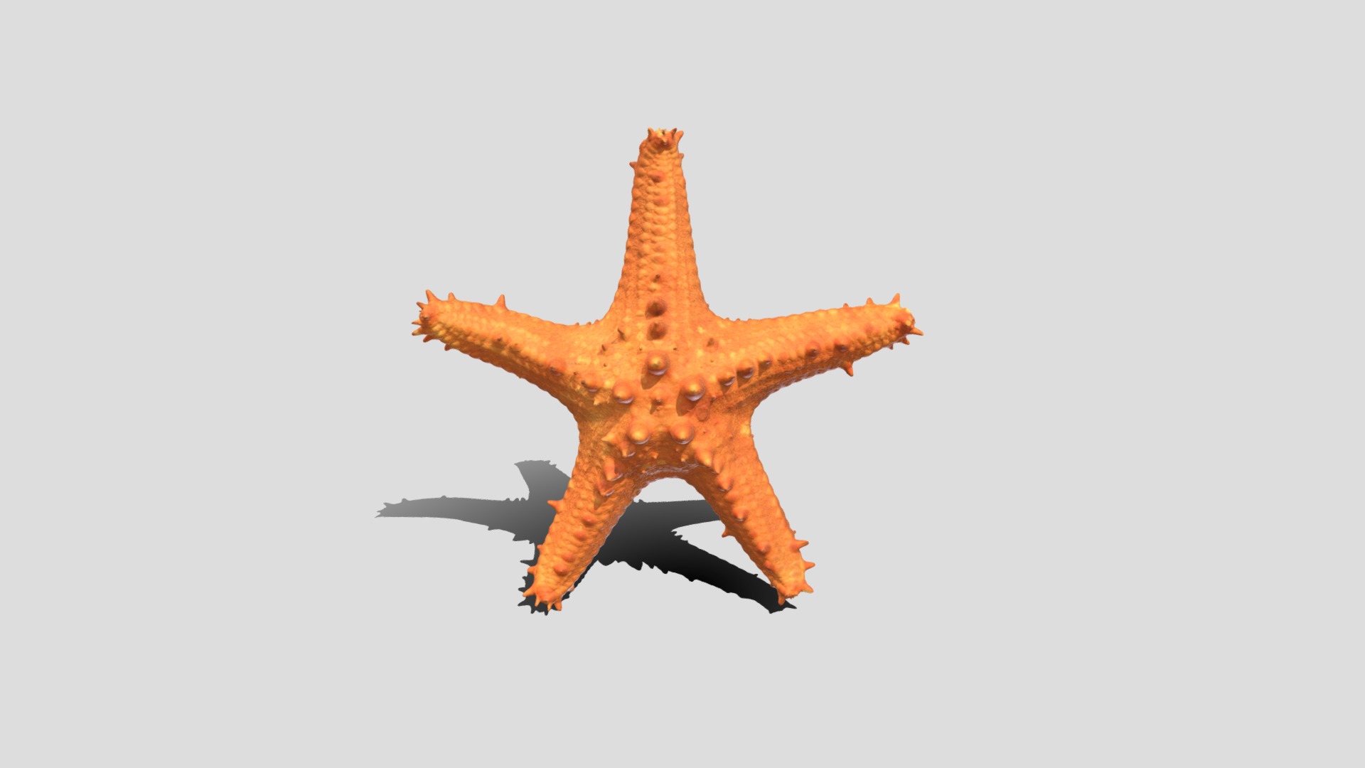 3D model Orange Starfish - This is a 3D model of the Orange Starfish. The 3D model is about a starfish on a white background.