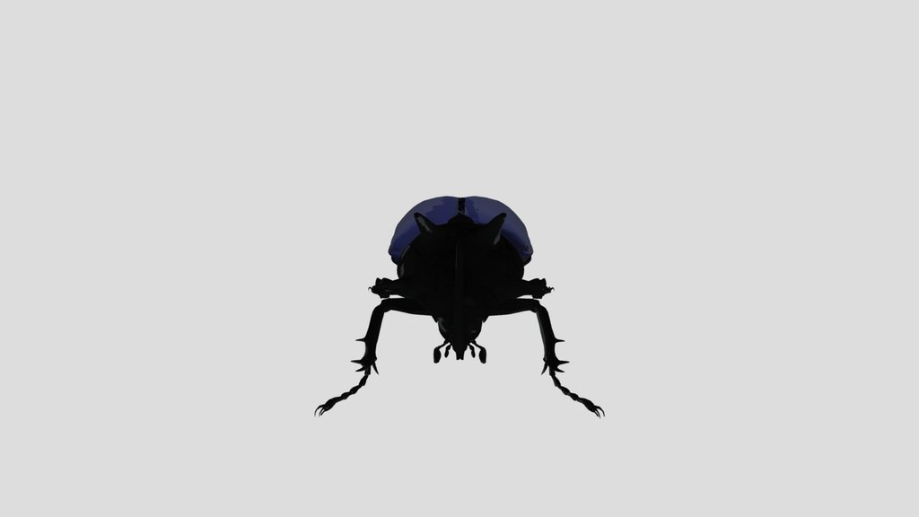 Eupatorus Gracilicornis