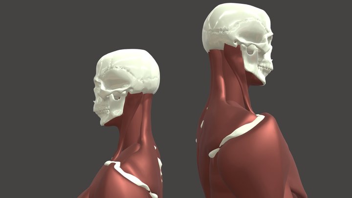 Surface Anatomy 3D Model