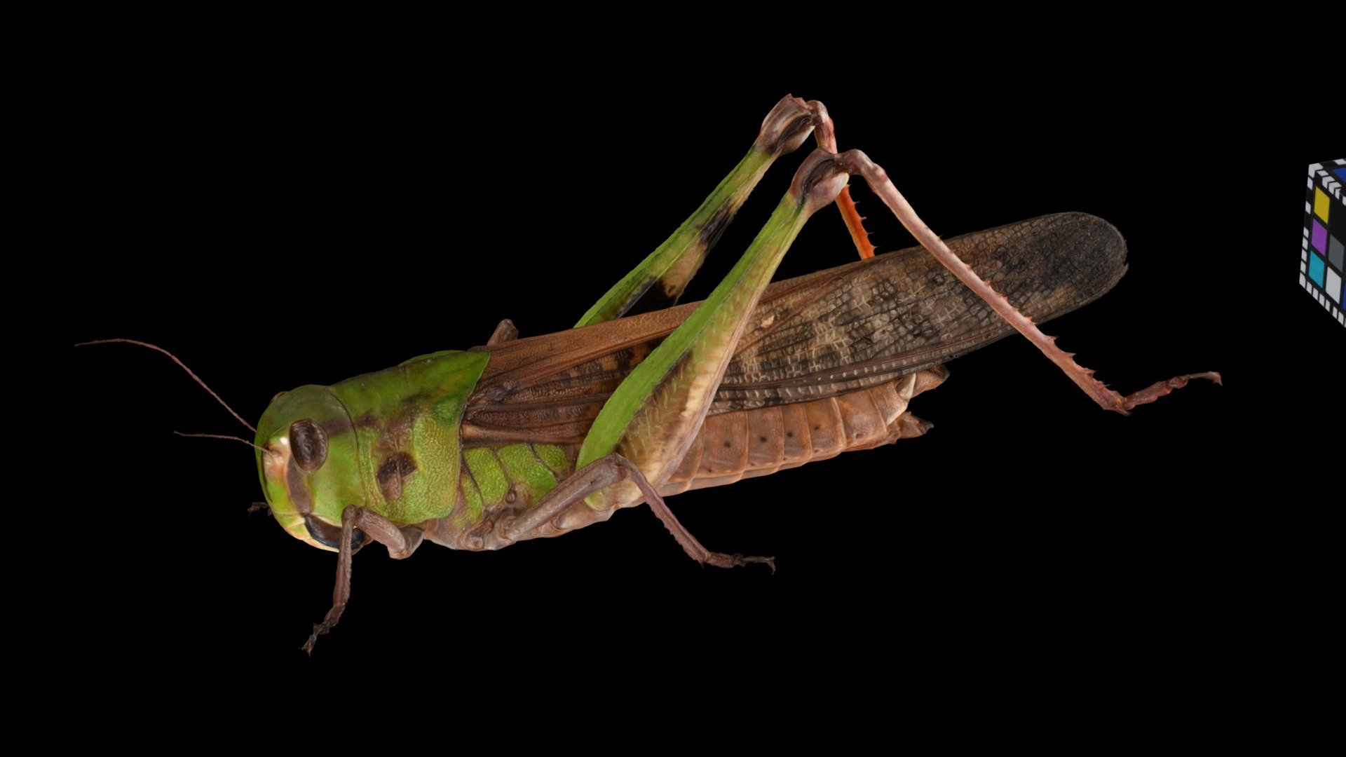 トノサマバッタ ♀ Migratory Locust, Locust migratoria