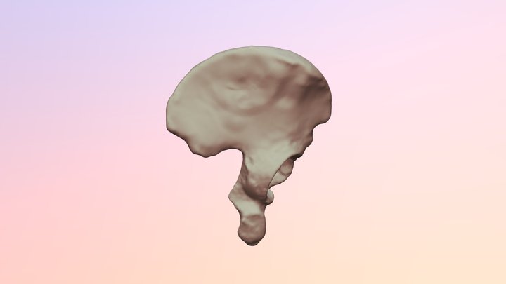 Human Os Coxae - U of Oklahoma Anatomy 3D Model