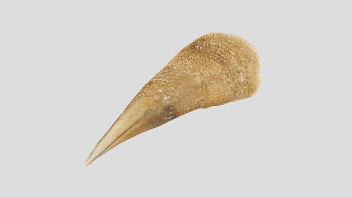 Pinna nobilis Linnaeus, 1758 (adulto) 3D Model