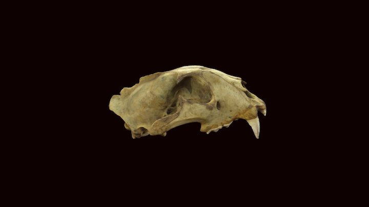 Leopard Skull 3D Model