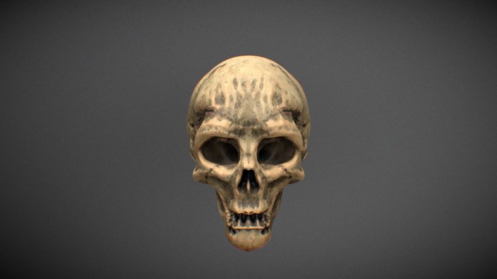Skull 3D Model