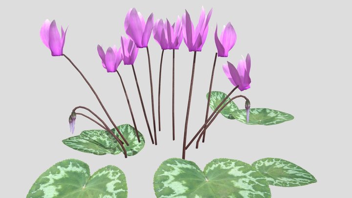 Cyclamen purpurascens, Cyclamen, Alpenveilchen 3D Model