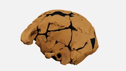 Omo 2 vs Soloensis Crania Comparison - 3D model by nicamarvin2005 ...