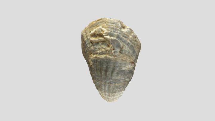 Muestra colección PALEONTOLOGICA 3D Model