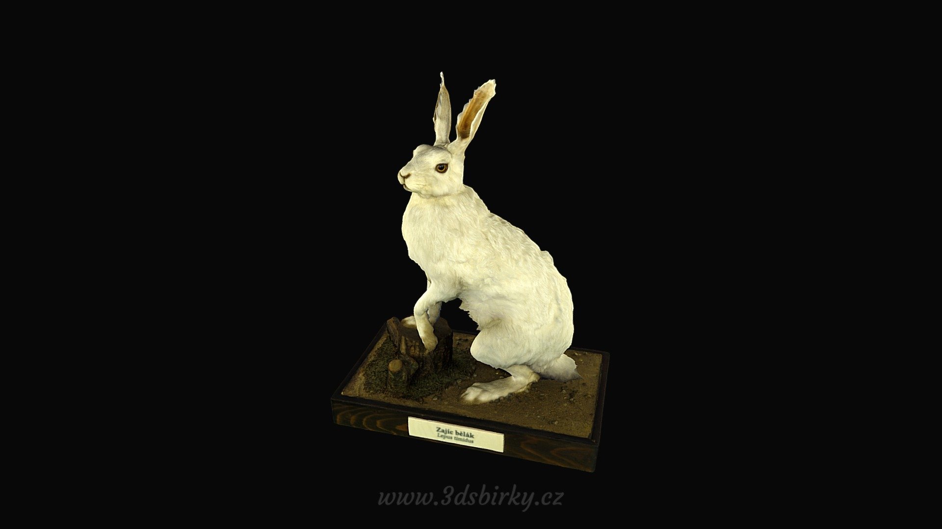 Zajíc bělák (Lepus timidus L.) — Sketchfab embed 3D viewer