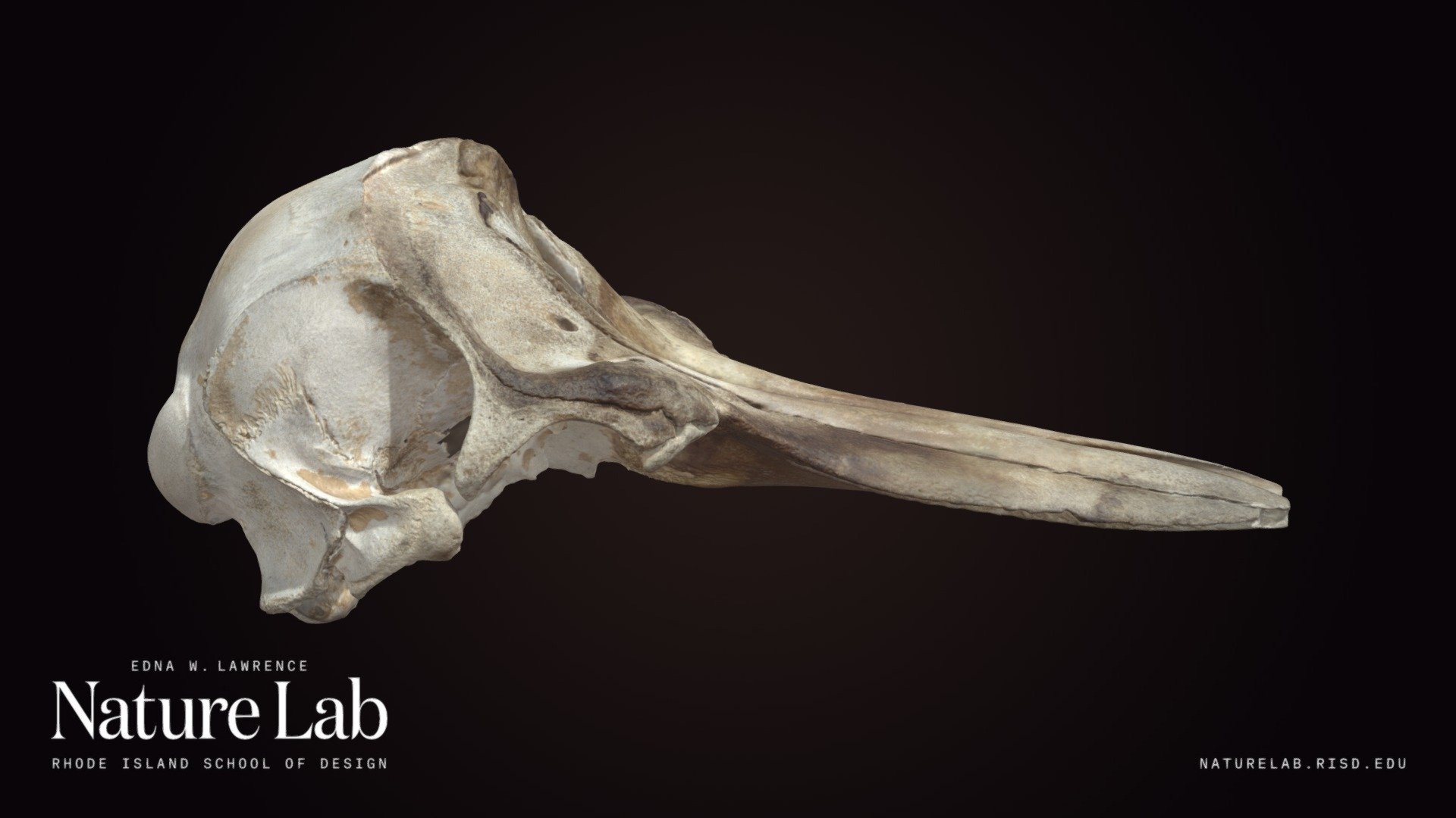 Dolphin cranium