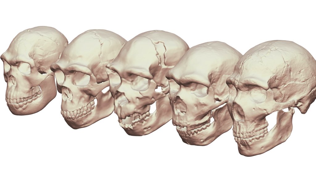 Neanderthalensis Lineage