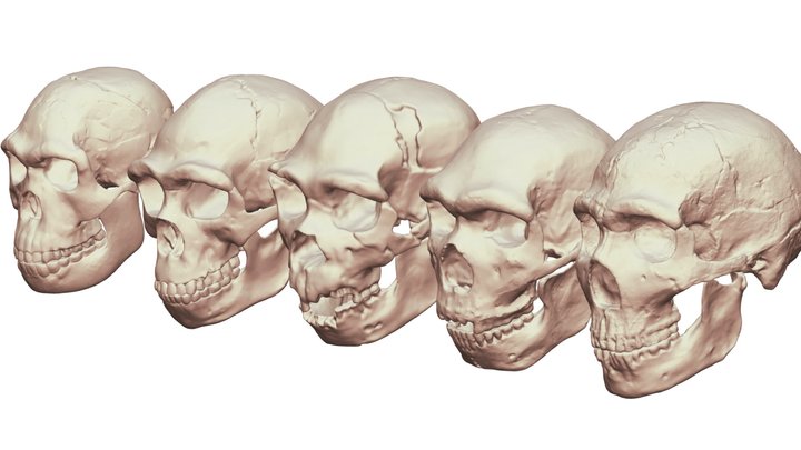 Neanderthalensis Lineage 3D Model