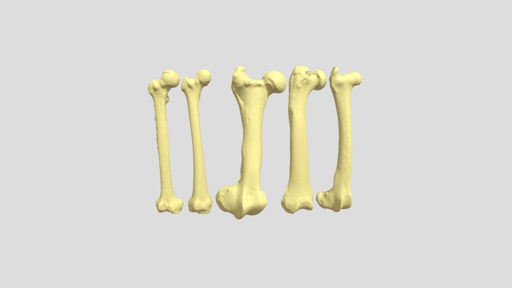 femurs same height 3D Model