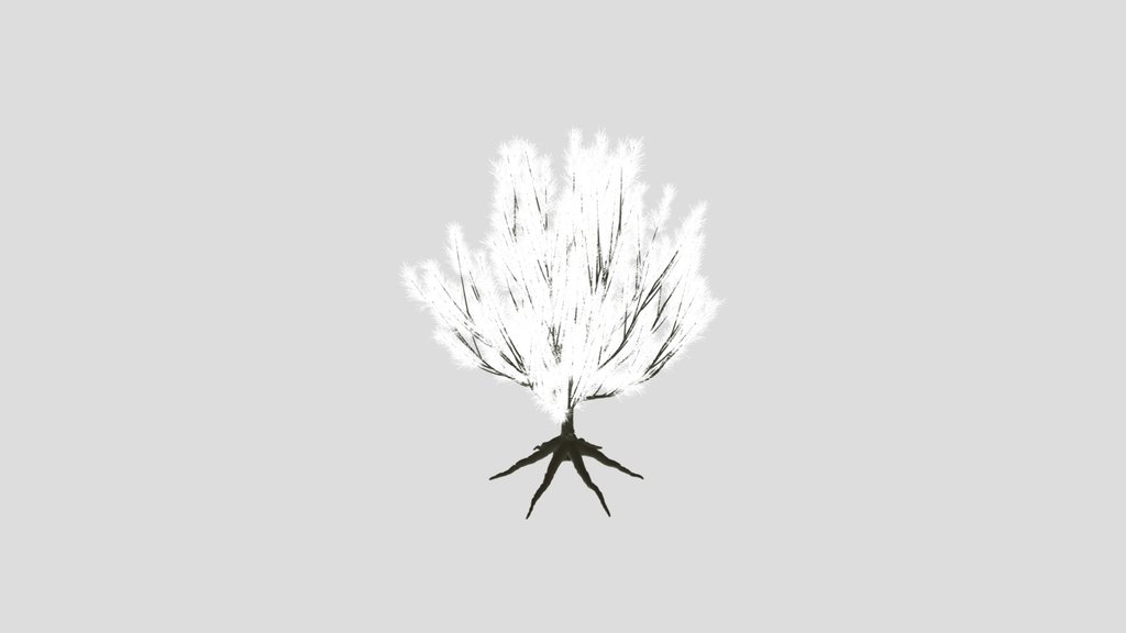 Tree Pinus Mugo