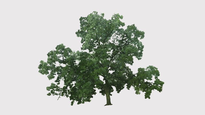 Amphitheatre Tree in Summer 3D Model