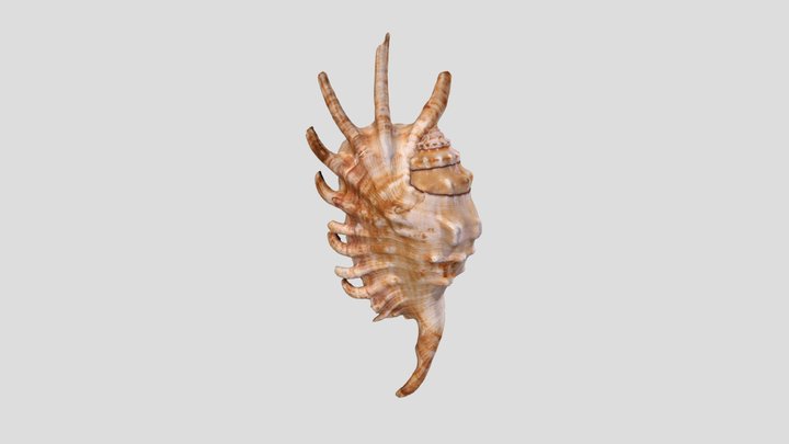014 - Shell of Spider Conch 3D Model