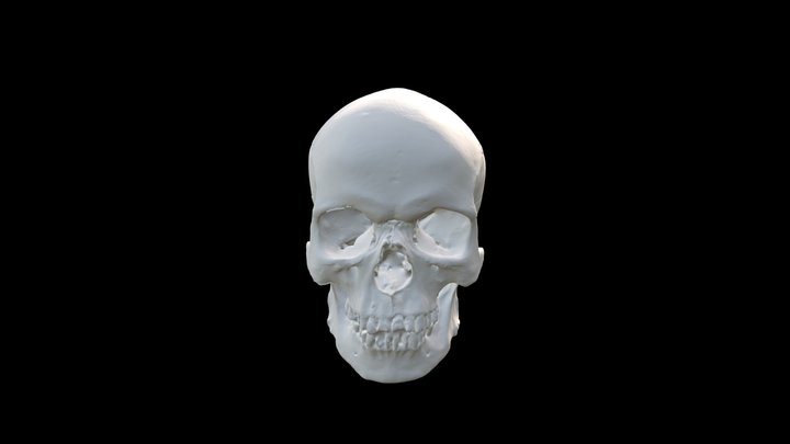 Skull Scan 3D Model
