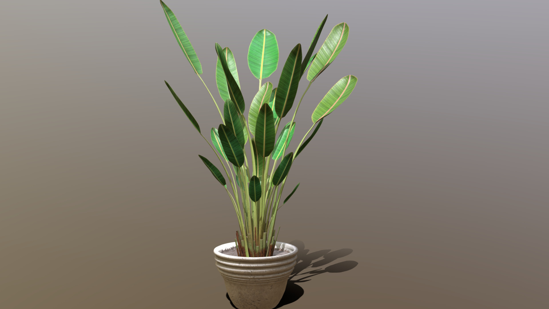 3D model Indoor plant / Strelitzia nicolai