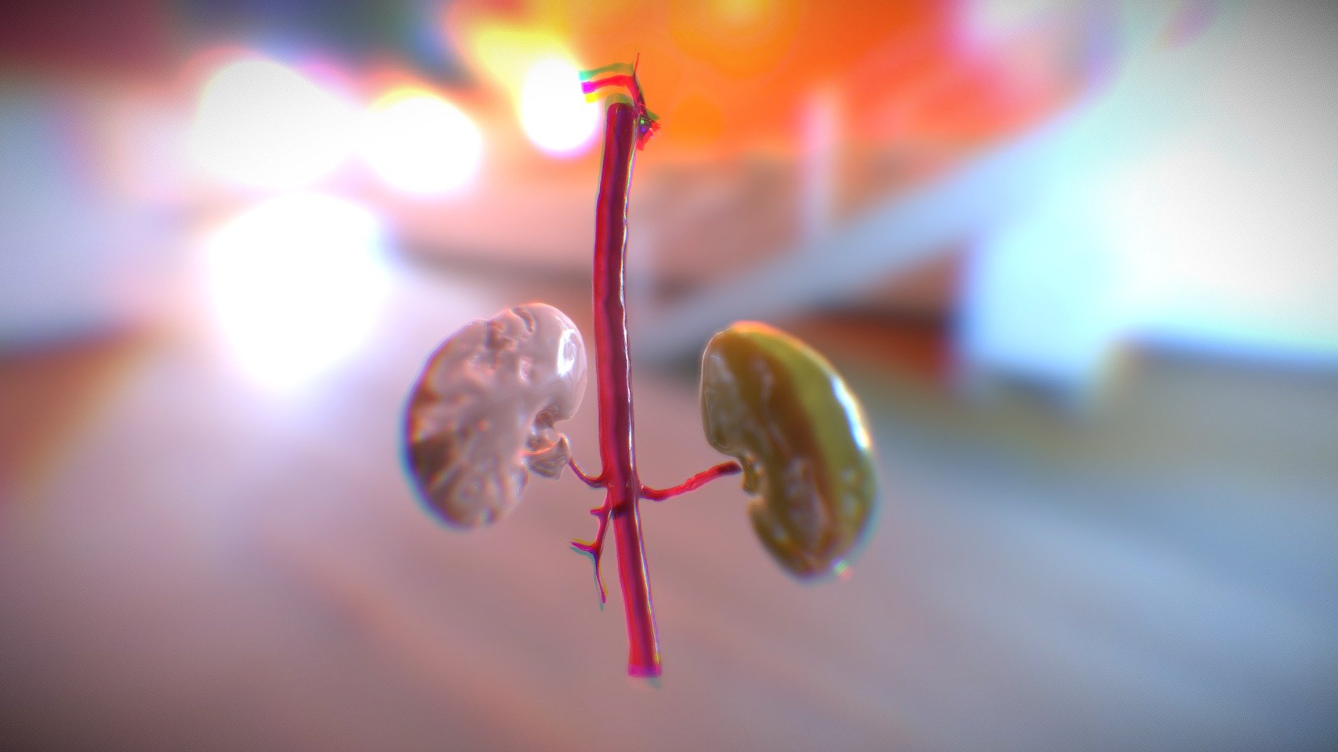 Kidneys