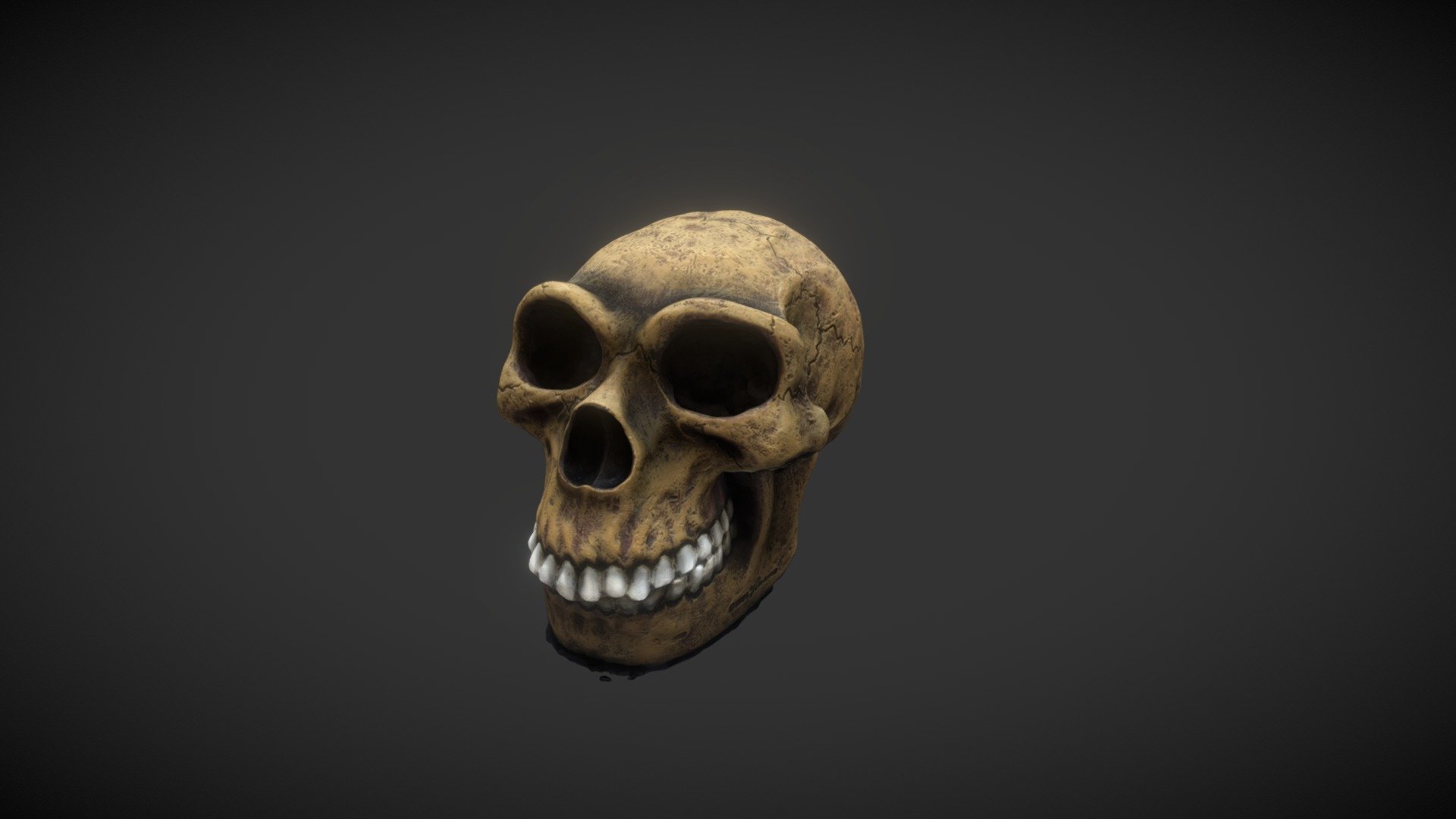 test skull