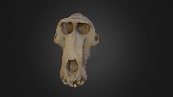 Baboon Skull 3D Model