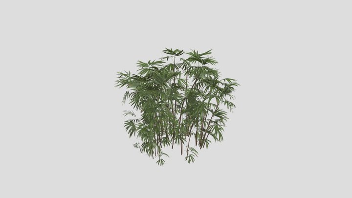 Xishuangbanna- Rhapis_humilis_01 3D Model