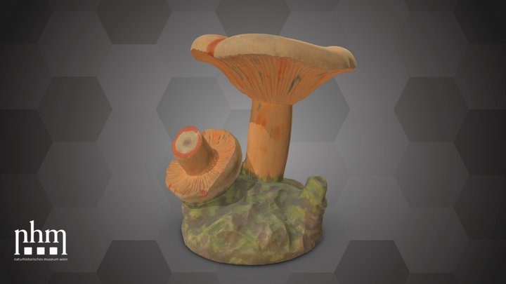 Agaricus deliciosus (NHMW-AFW-DING-0135-006) – Modello 3D gratuito STL