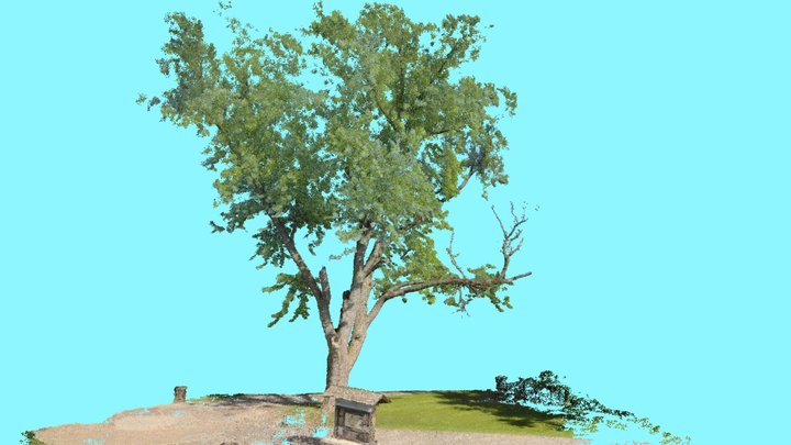 Silver Maple 3D Model