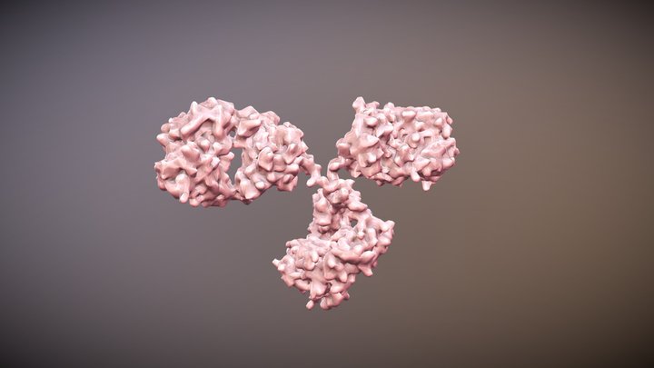 Antibody 3D Model