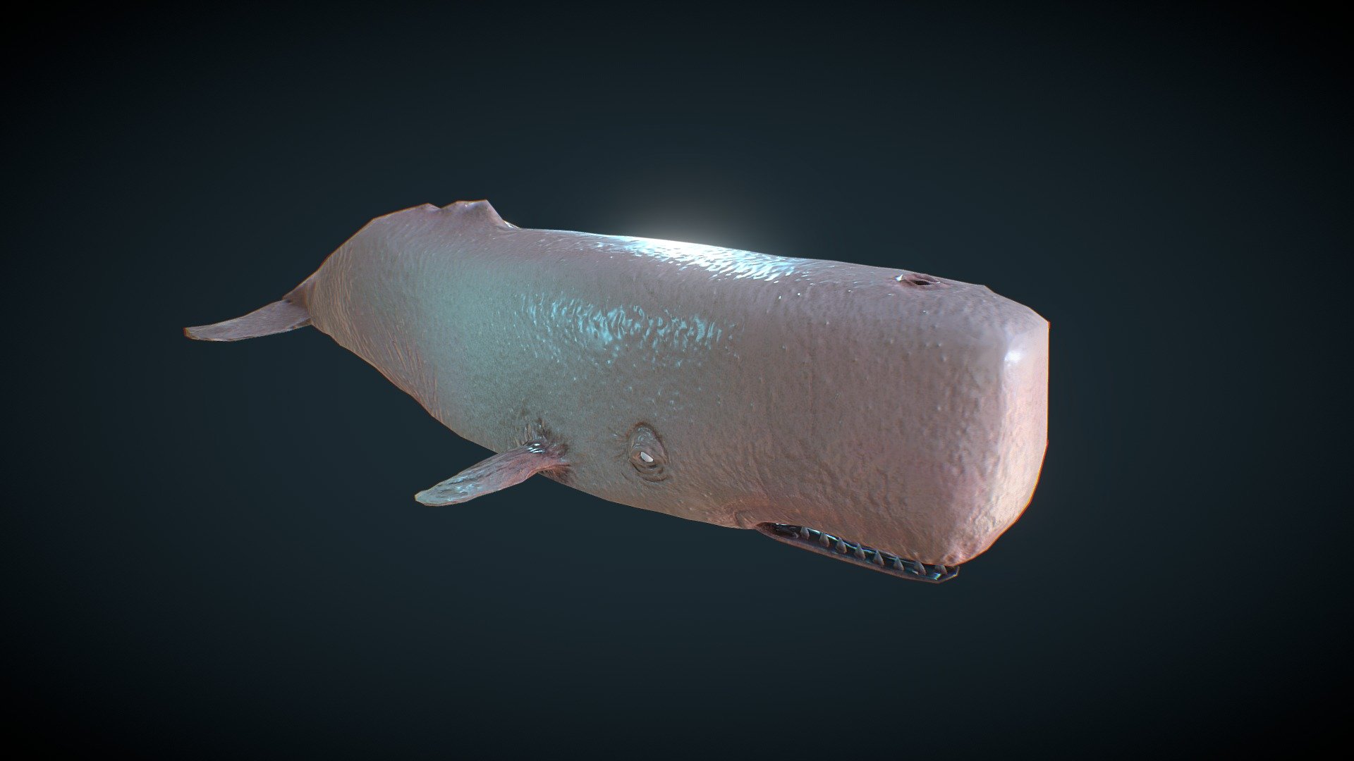 Whale