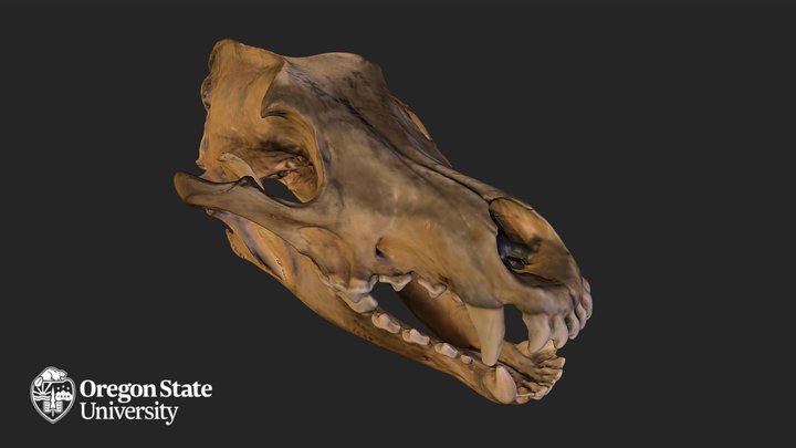 Wolf Skull - FW2415 3D Model