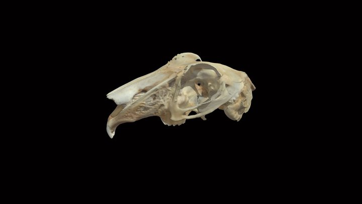 Jack Rabbit Cranium 3D Model