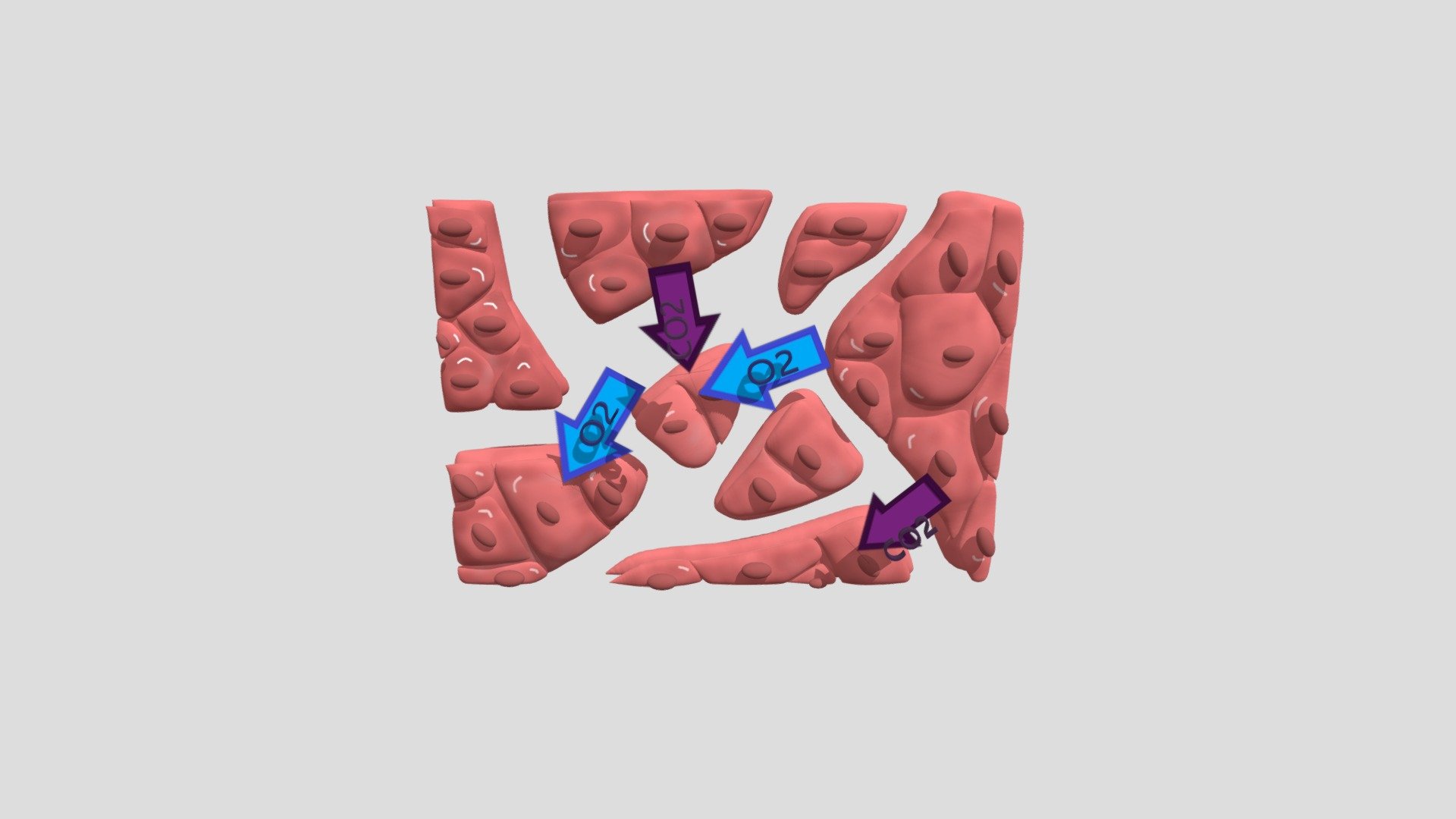 Gas exchanges in the lung