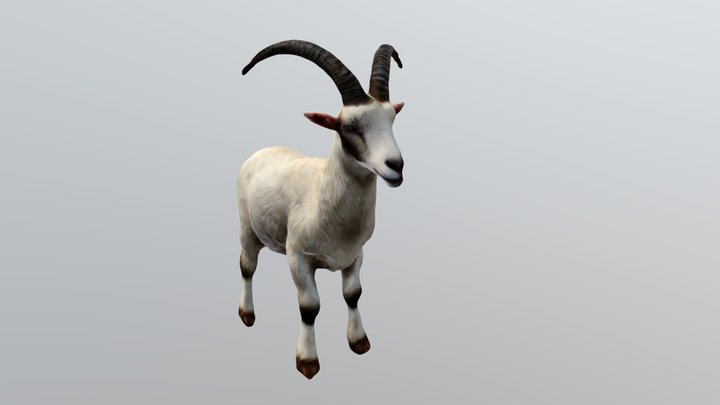 Goat 3D Model