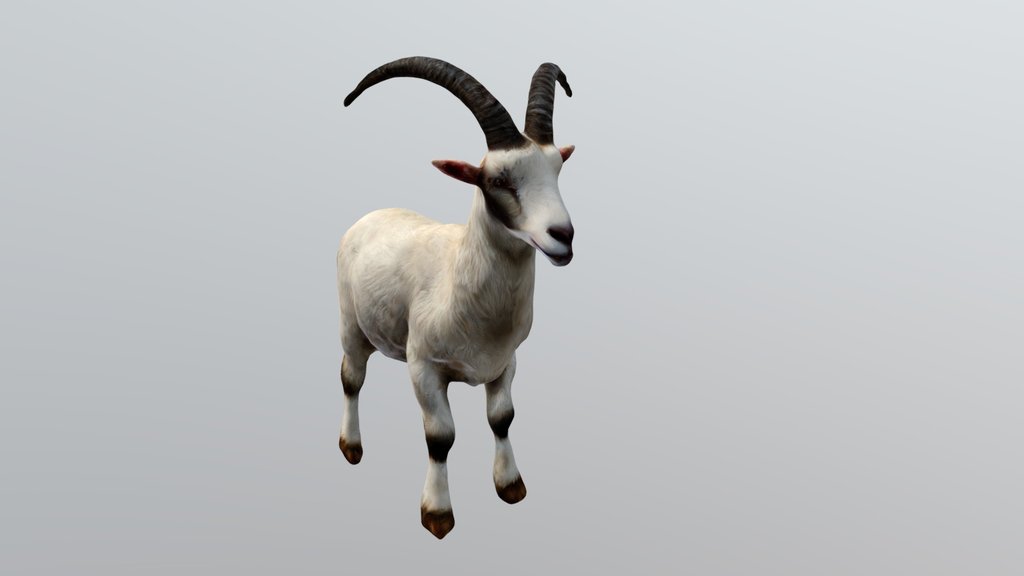Goat