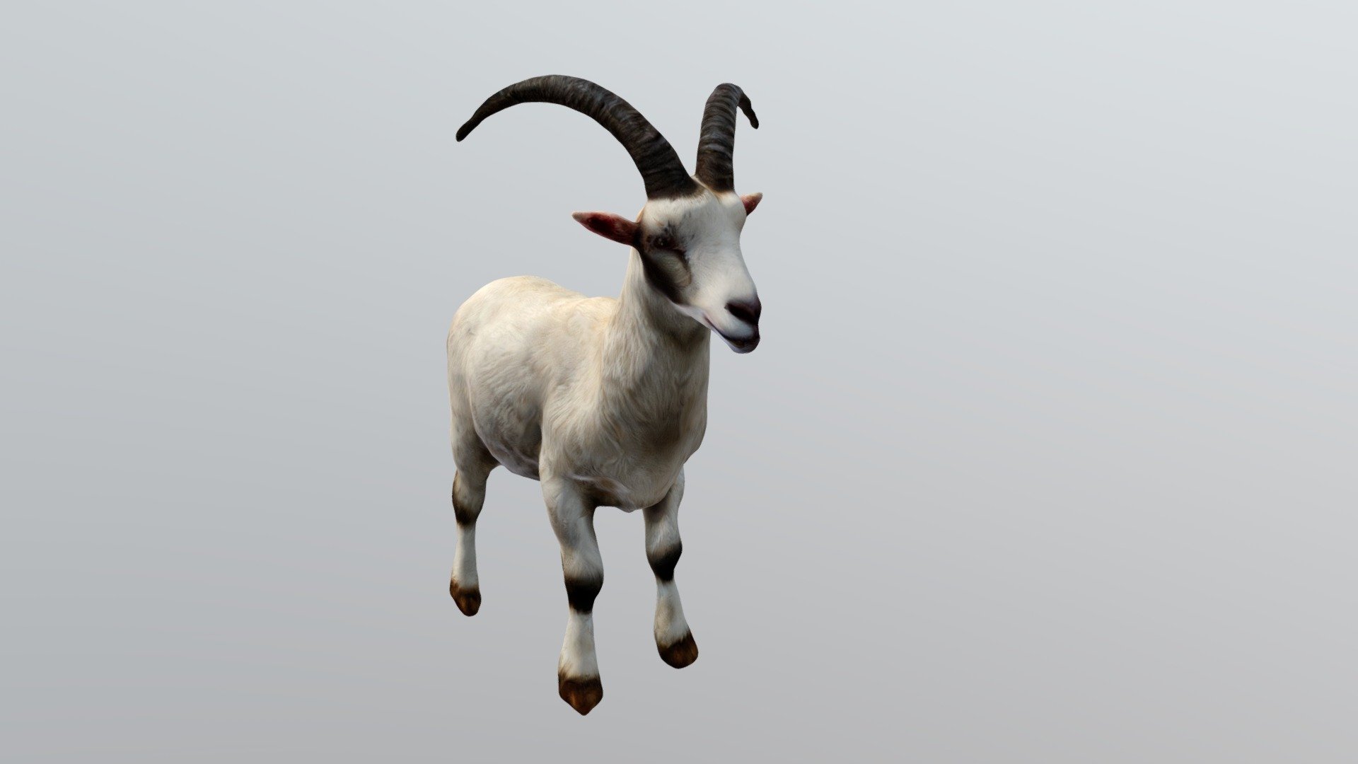 Goat - Download Free 3D Model By Tolibjon [15692d6] - Sketchfab