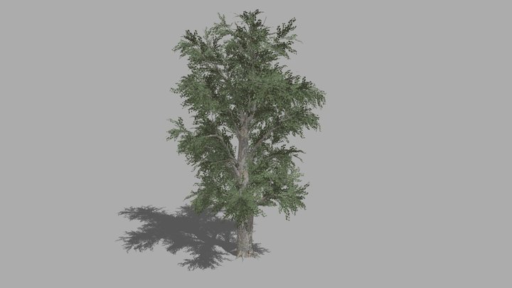 Tree 3D Model