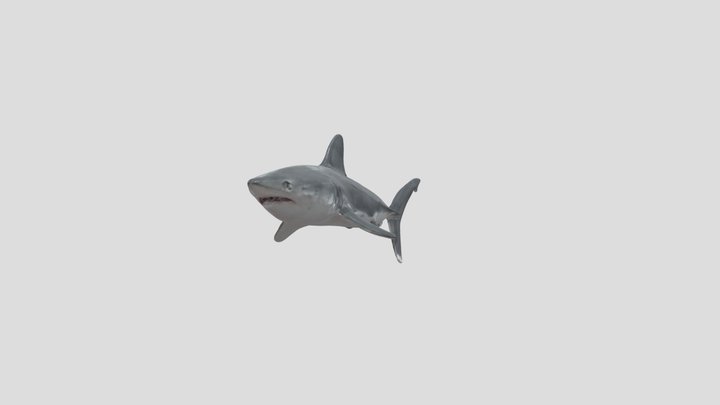 PorbeagleShark (Lamna nasus) 3D Model