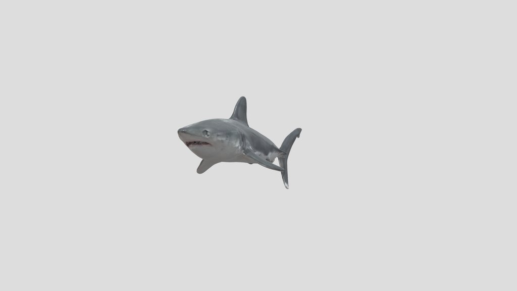 PorbeagleShark (Lamna nasus)