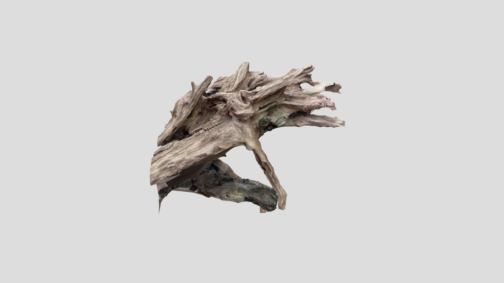 Tree Root 002